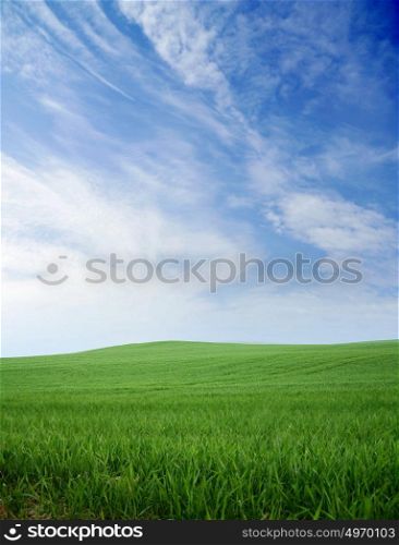 Fresh and green meadow - summer weather