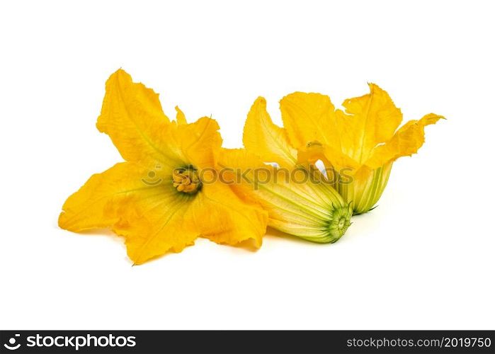 fresh and healthy zucchini flower on white background