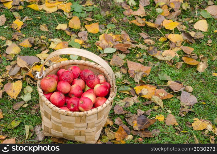 Fresh and organic apples in basket, selective focus,apple harve. Fresh and organic apples in basket, selective focus,apple harvest.
