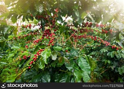 Fresh and red ripe coffee berries in a coffee plantation at sunrise. Bolaven Plateau, Pakse, South Laos.