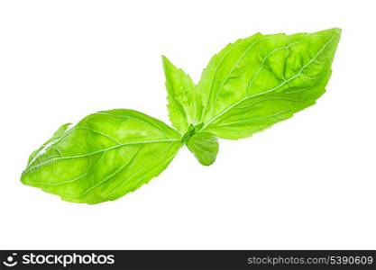 Fresh and young green basil leaf isolated on white