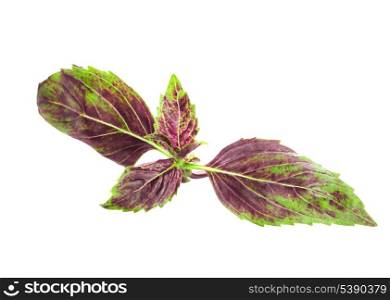 Fresh and young red basil leaf isolated on white