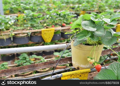 Fresh and young strawberry fruits on the branch