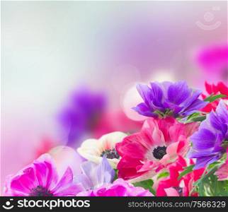 fresh anemone flowers isolated on blue background with copy space. anemone flowers in garden