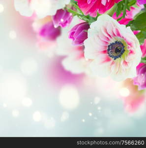 fresh anemone flowers isolated on blue bokeh background. anemone flowers