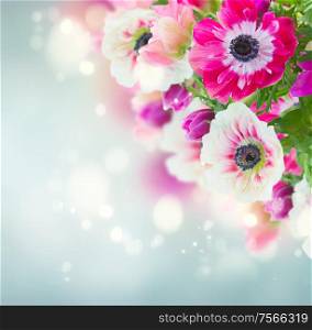 fresh anemone flowers isolated on blue bokeh background. anemone flowers