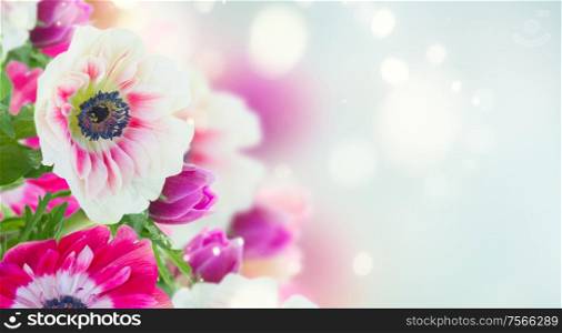 fresh anemone flowers isolated on blue bokeh background banner. anemone flowers on blue