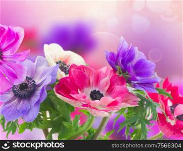 fresh anemone flowers isolated on bokeh background