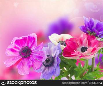fresh anemone flowers isolated on bokeh background