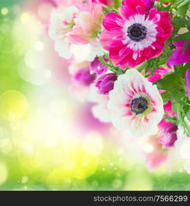 fresh anemone flowers isolated on green bokeh background