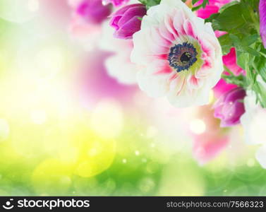 fresh anemone flowers isolated on green bokeh background