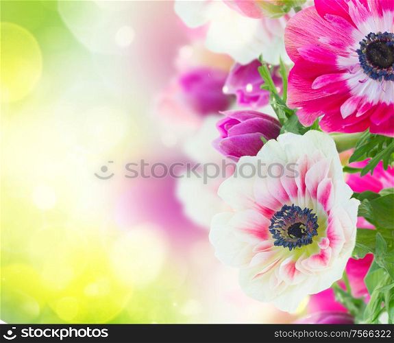 fresh anemone flowers isolated on green bokeh background. anemone flowers