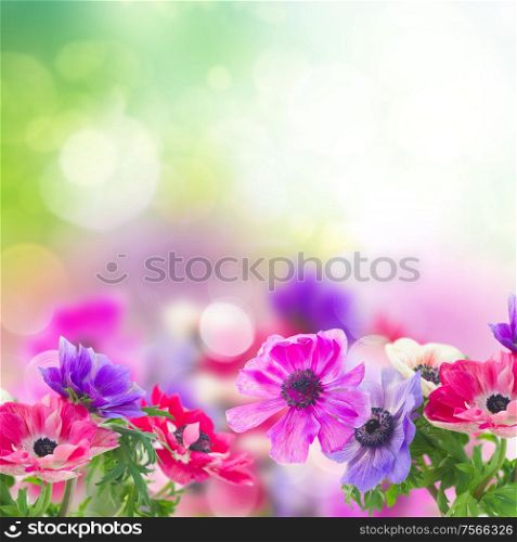 fresh anemone flowers over green garden background with copy space. anemone flowers in garden