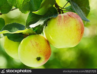 fresh apples in a garden