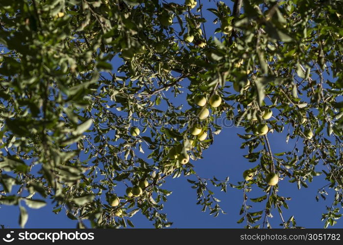 Fresh apples in the apple orchard