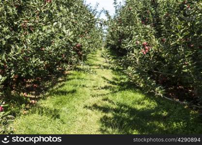 Fresh apples in the apple orchard
