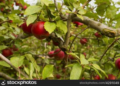 Fresh apples in the Apple orchard.
