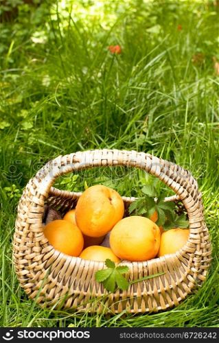 Fresh apricots in basket on green grass