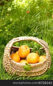 Fresh apricots in basket on green grass