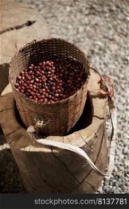 Fresh Arabica coffee berries in basket.  