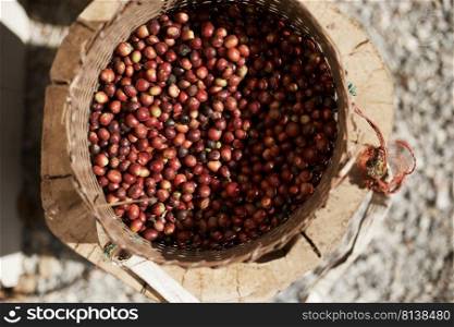 Fresh Arabica coffee berries in basket.  
