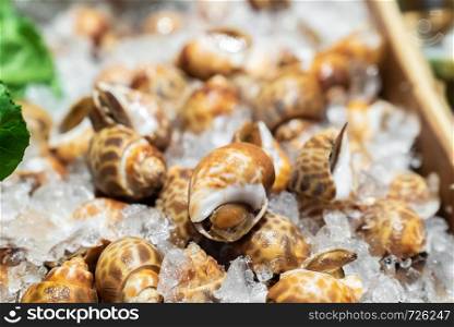 Fresh Areola Babylon snails in seafood on ice buffet bar