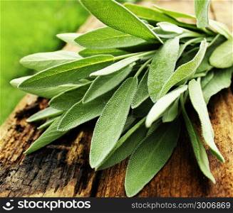 Fresh aromatic sage on old wooden background. Fresh aromatic sage on old rustic wooden background