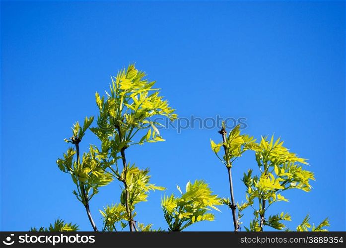 Fresh ash tree leaves at a clear blue sky