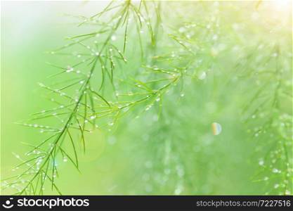 Fresh Asparagus with morning dew at sunrise, close-up green branches and leaves of Asparagus in an organic garden. Focus on branches of Asparagus.
