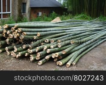 Fresh bamboo cut for multi purpose