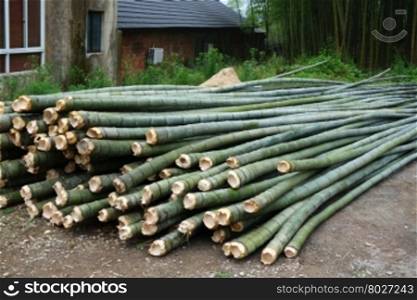 Fresh bamboo cut for multi purpose