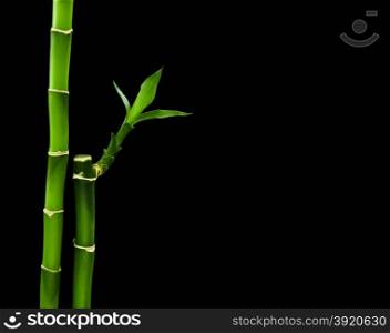 Fresh bamboo isolated on black background