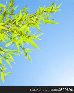 Fresh bamboo leaves border, green plant stalk over sunny blue summer sky, abstract floral natural background, botanical zen forest, tropical spa decoration
