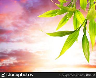 Fresh bamboo leaves over clody background