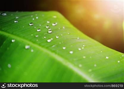 Fresh banana green leaves and water dew drops with sunlight in the garden