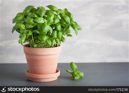 fresh basil herb in terracotta flowerpot