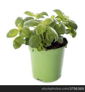 fresh basil in front of white background
