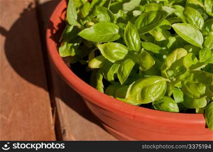 Fresh Basil in Pot on Wooden Table in the Sunlight