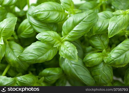 fresh basil leaves