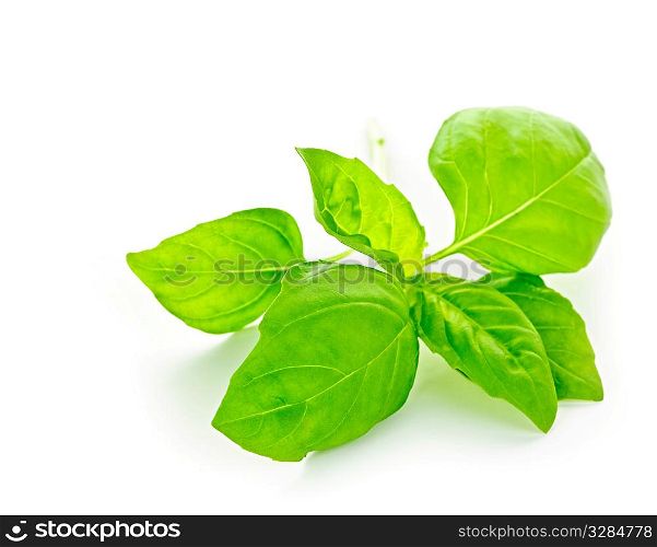 Fresh basil leaves isolated on white background