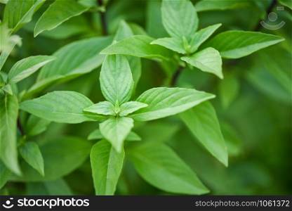 Fresh basil leaves plant tree on nature background / Asian thai green basil leaf