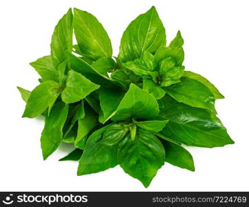 Fresh Basil on White Background Studio Photo. Fresh Basil on White Background