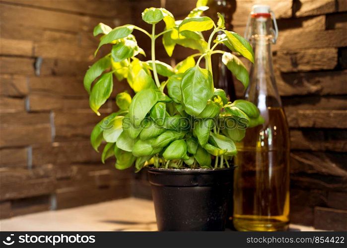 Fresh basil plant and oil and pepper in kitchen corner with black stone brick wall closeup. Fresh basil plant and oil and pepper in kitchen corner with black stone brick wall