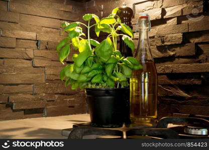 Fresh basil plant and oil and pepper in kitchen corner with black stone brick wall closeup. Fresh basil plant and oil and pepper in kitchen corner with black stone brick wall