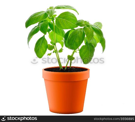 Fresh Basil Plant In A Pot