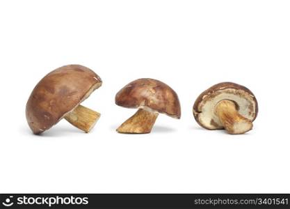 Fresh Bay Bolete mushrooms on white background