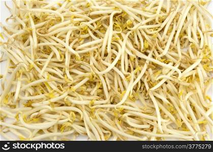 Fresh bean sprouts on a white background.