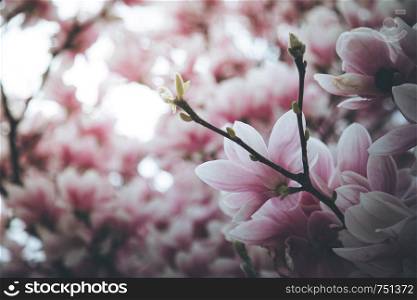 Fresh beautiful magnolia blossoms, springtime. Pink and white colors.