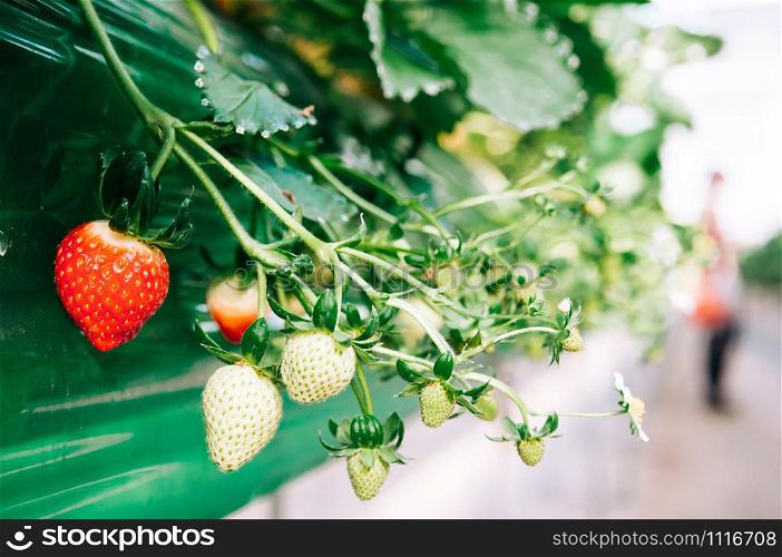 Fresh beautiful sweet red ripe strawberries in farm, Modern ariculture farming
