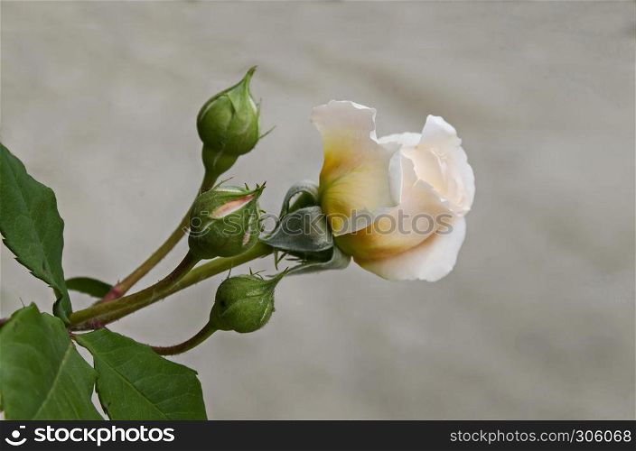 Fresh beige bloom rose flower in the garden, district Drujba, Sofia, Bulgaria